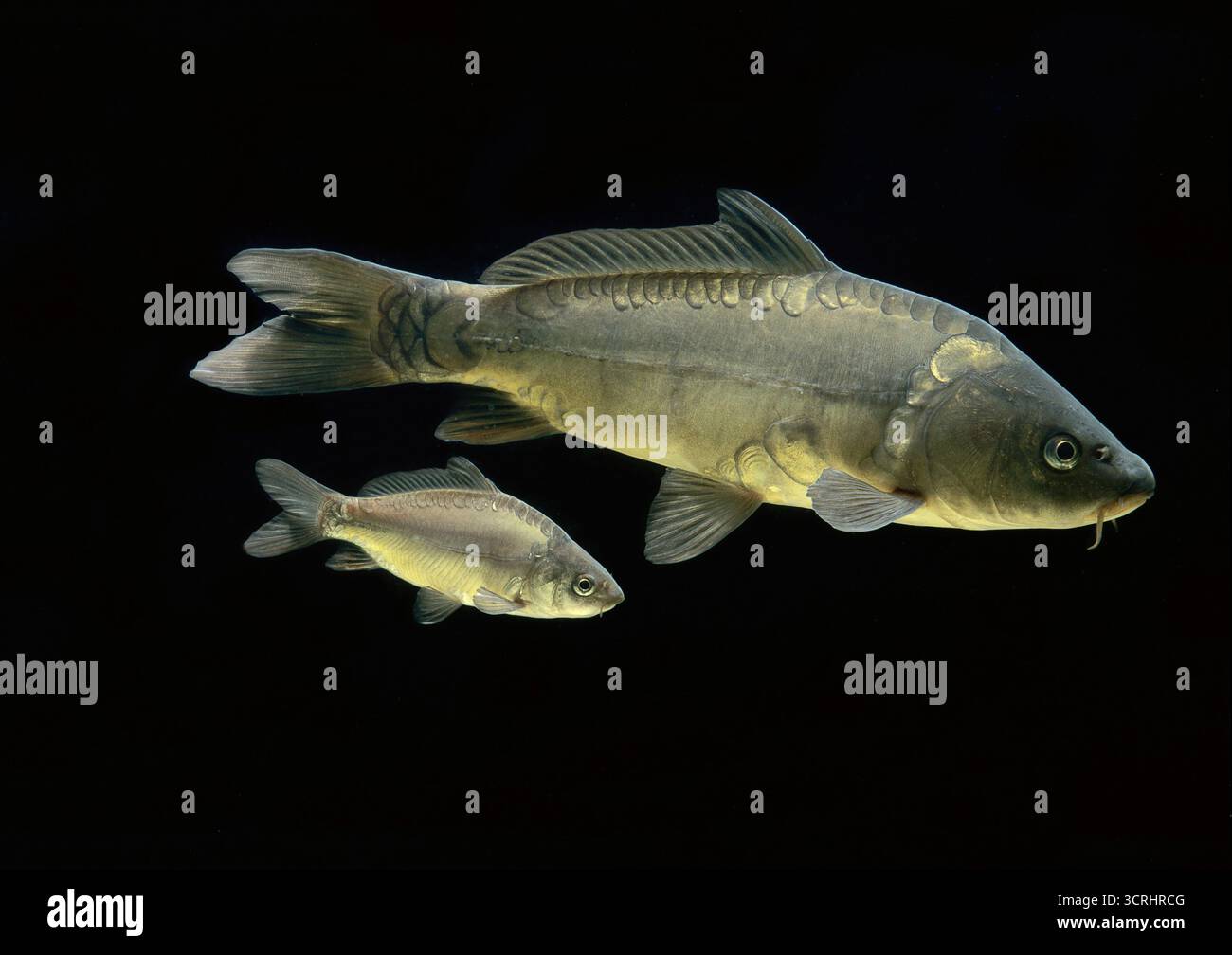 Carpe commune (Cyprinus carpio carpio), adulte et juvénile sur fond noir, France Banque D'Images