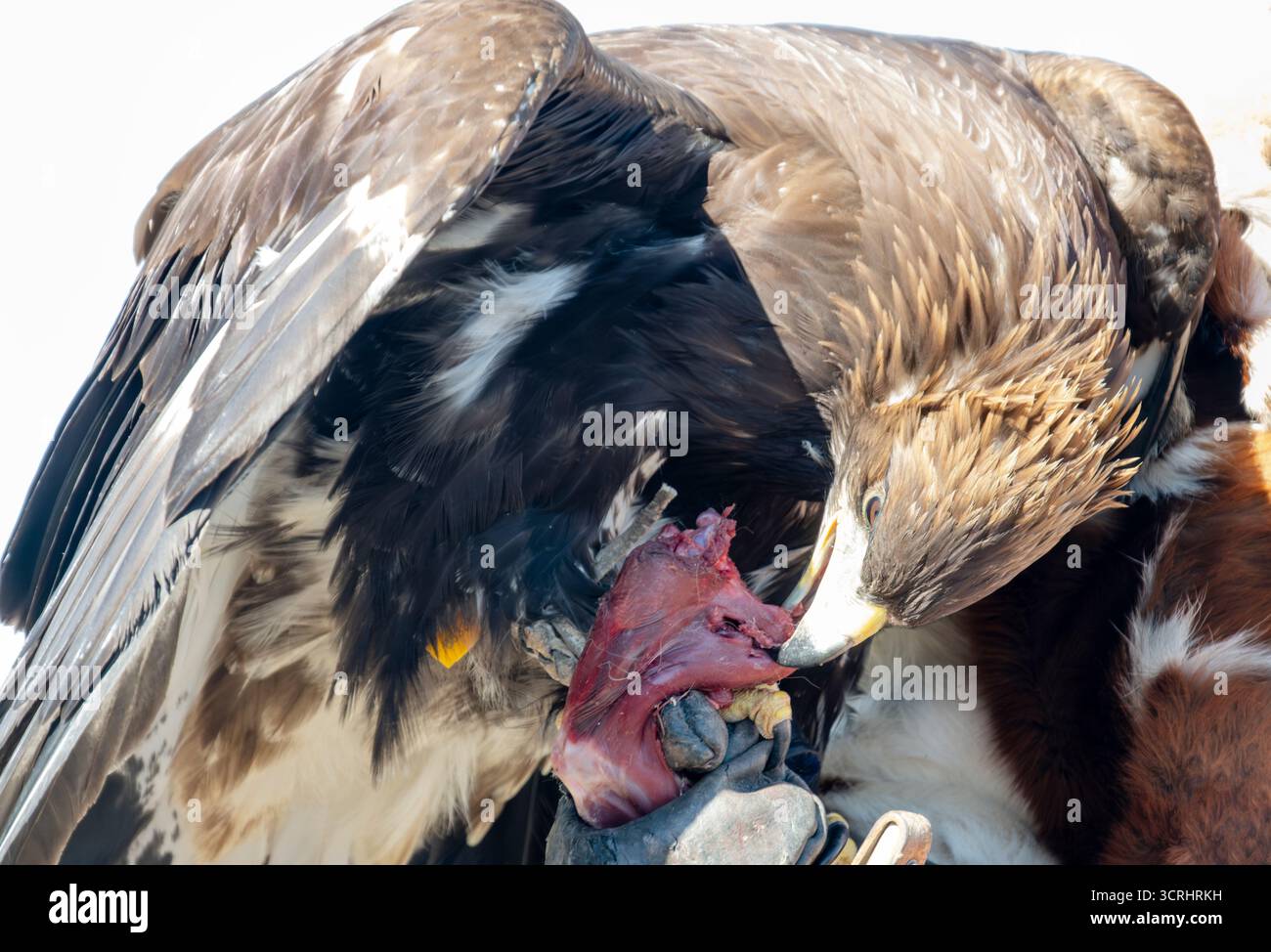 Aigle doré mangeant de la viande crue tenu sur la main gantée d'un fauconnier, Mongolie Banque D'Images