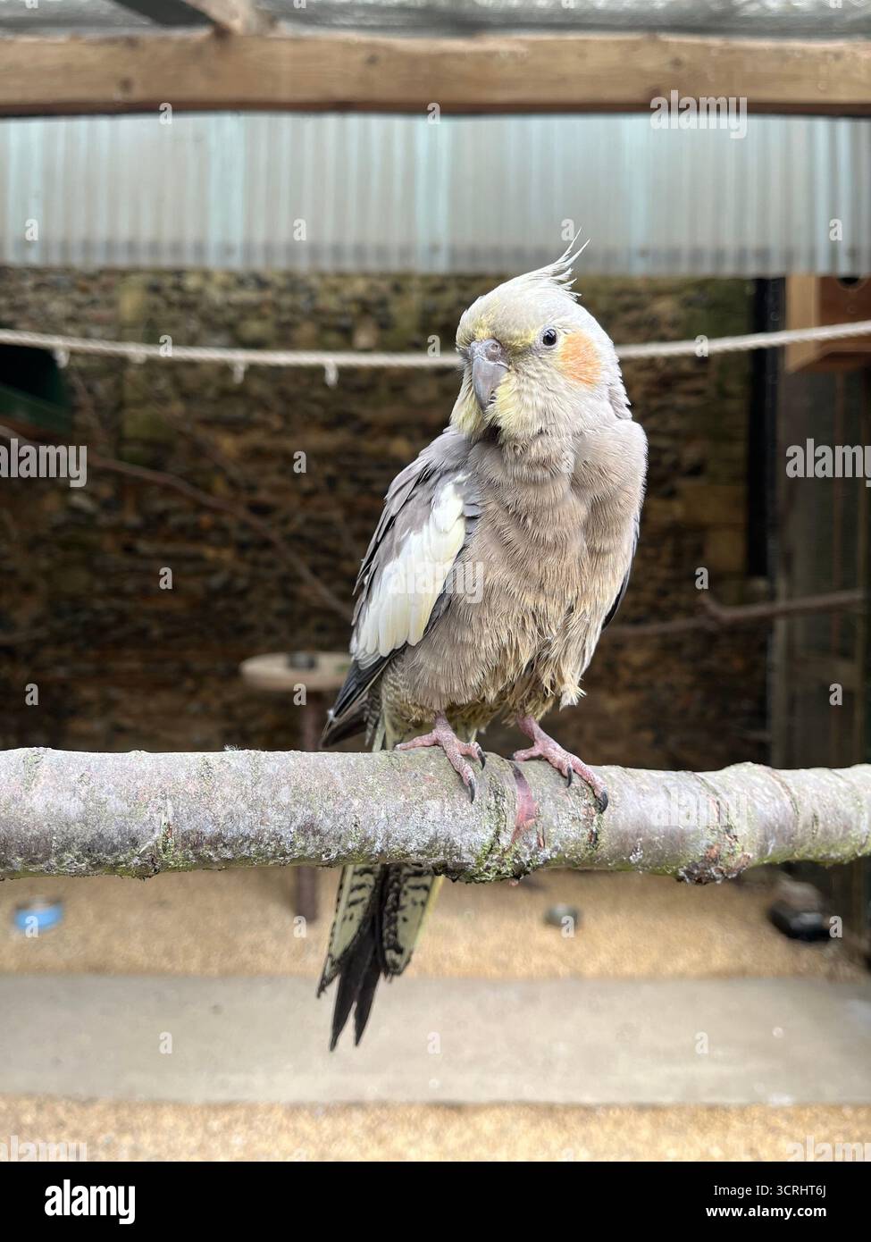Le cockatiel, également connu sous le nom de weero ou weiro ou carrière, est un perroquet de taille moyenne. Le perroquet donc assis sur la branche. - Image de stock capturée avec un smartphone