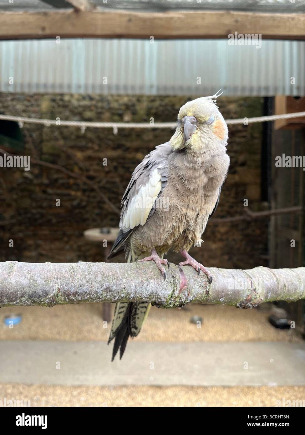 Le cockatiel, également connu sous le nom de weero ou weiro ou carrière, est un perroquet de taille moyenne. Le perroquet donc assis sur la branche. - Image de stock capturée avec un smartphone
