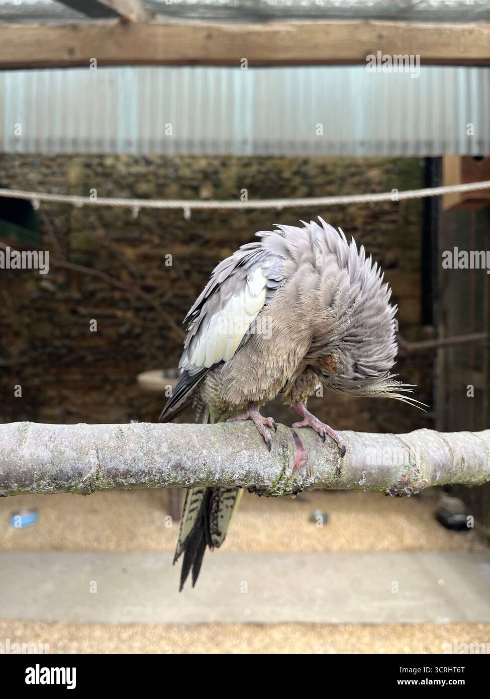 Le cockatiel, également connu sous le nom de weero ou weiro ou carrière, est un perroquet de taille moyenne. Le perroquet donc assis sur la branche. - Image de stock capturée avec un smartphone