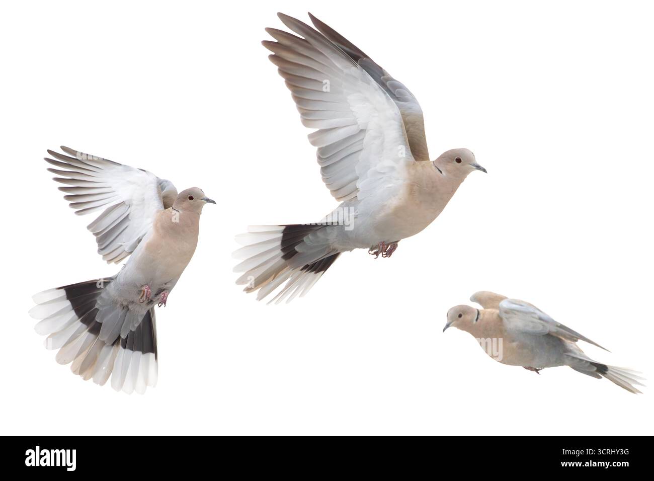 Colombe à col en vol isolé sur blanc, période d'hiver Banque D'Images
