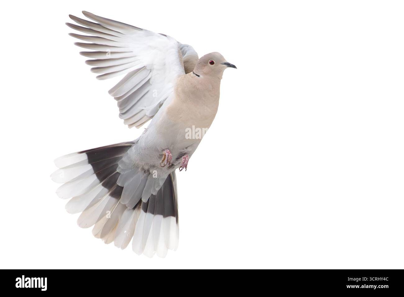 colombe à col vole sur un fond blanc, période hivernale Banque D'Images
