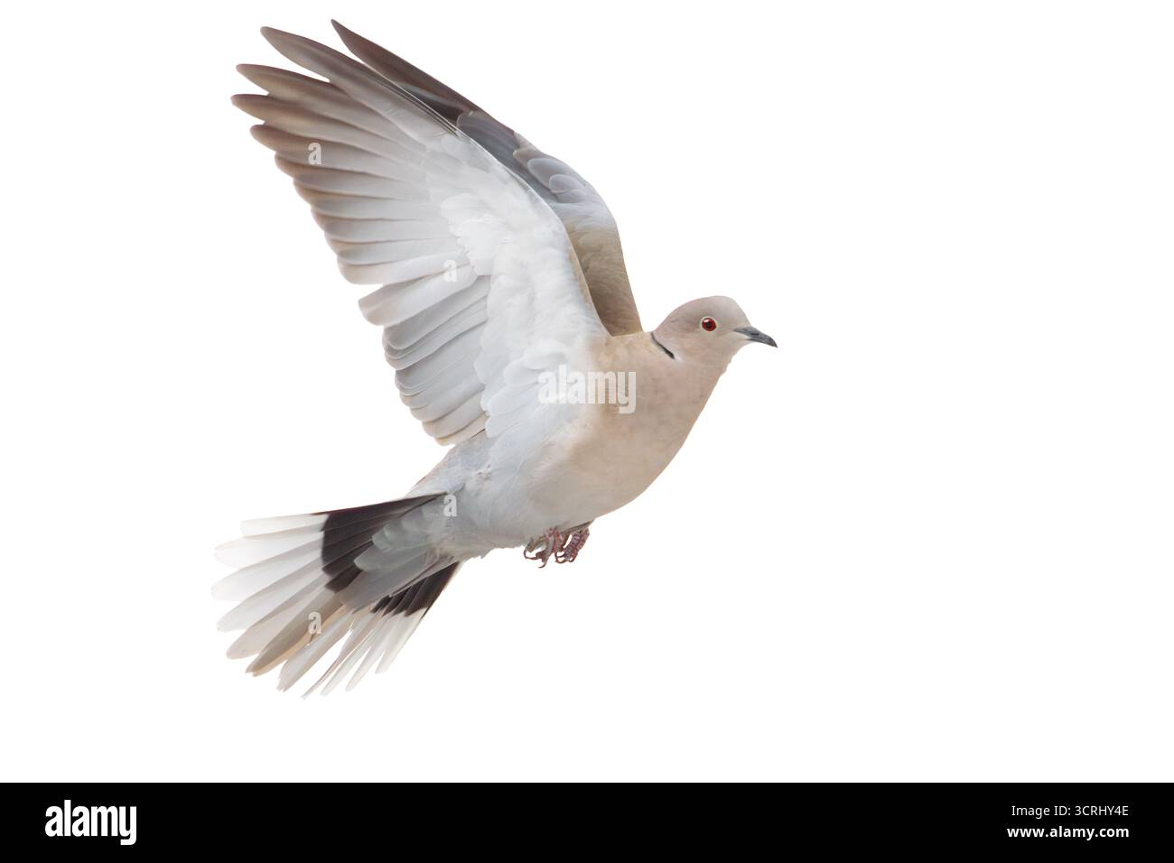 Colombe à col volant isolé sur blanc, période hivernale Banque D'Images
