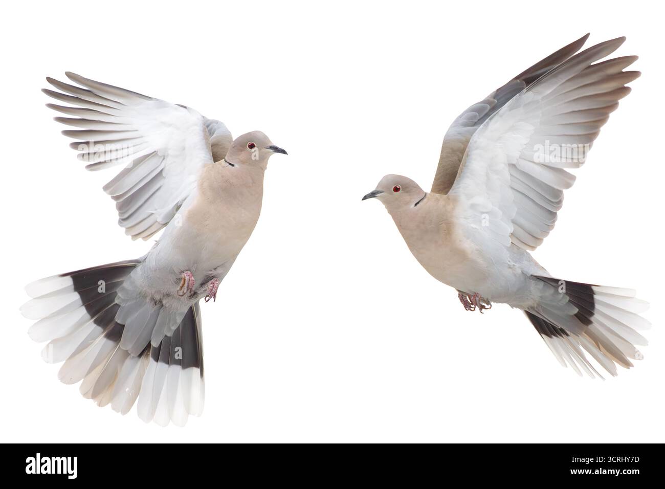 paire de colombes tortues en vol sur un fond blanc , période hivernale Banque D'Images
