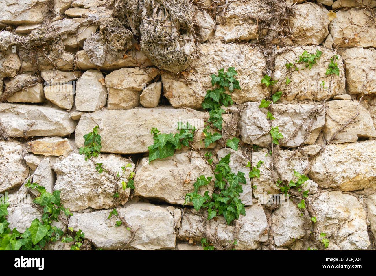 Mur de pierre altérée avec des vignes de lierre grimpant vers le haut, mélangeant verdure naturelle avec texture rocheuse rugueuse. Un détail rustique symbolisant la croissance, la résilience Banque D'Images
