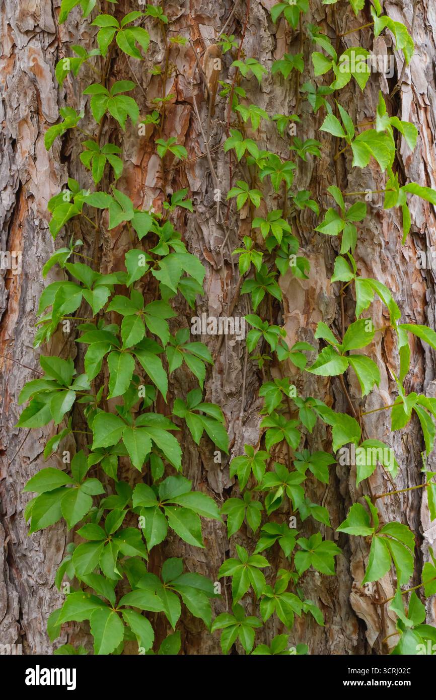 Gros plan de vignes de lierre grimpant sur un tronc d'arbre rugueux, avec des feuilles vert vif contrastant avec l'écorce brune texturée. Un symbo de détail de forêt naturelle Banque D'Images