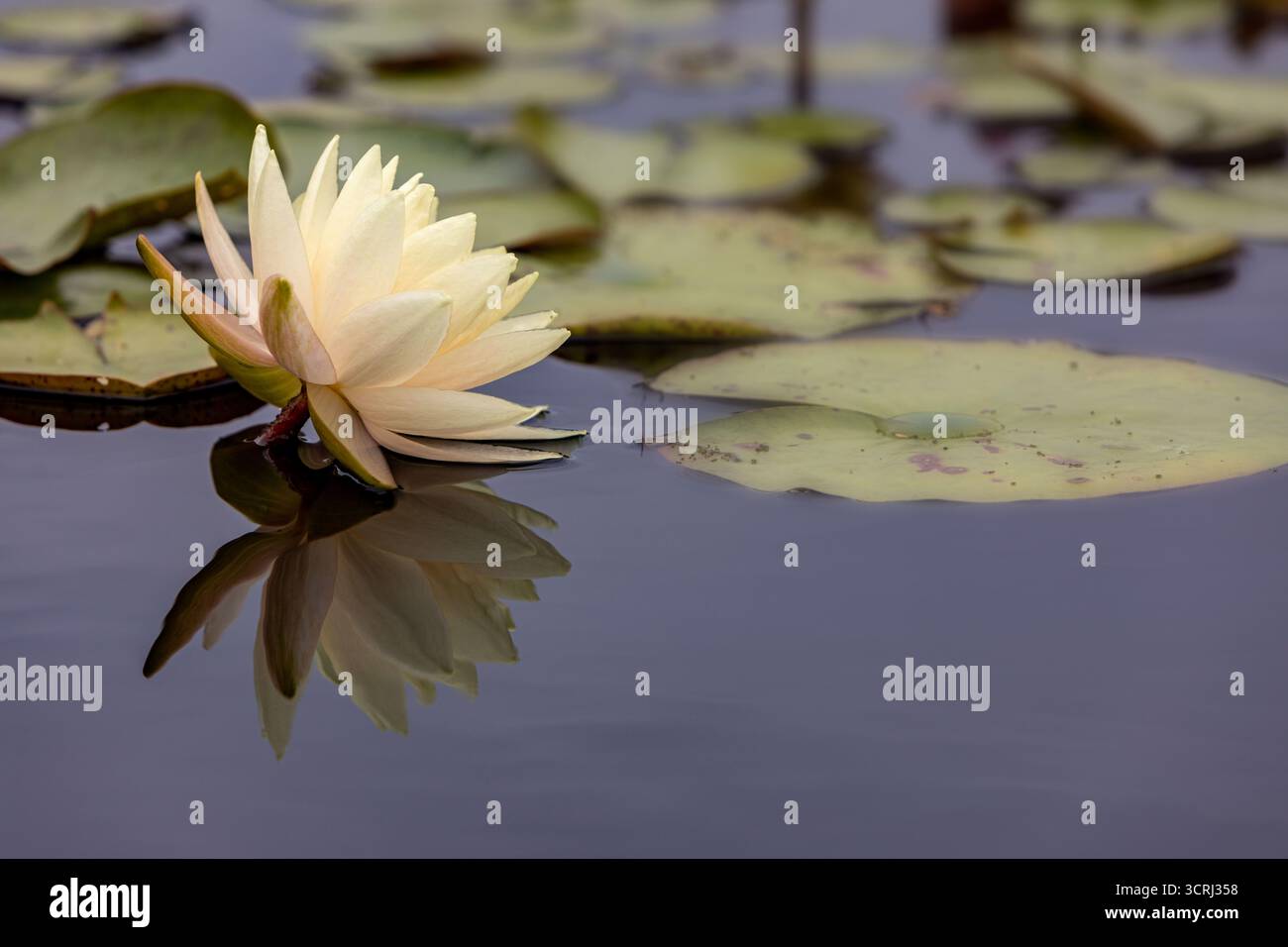 fleur de lotus jaune dans l'eau réfléchissante Banque D'Images