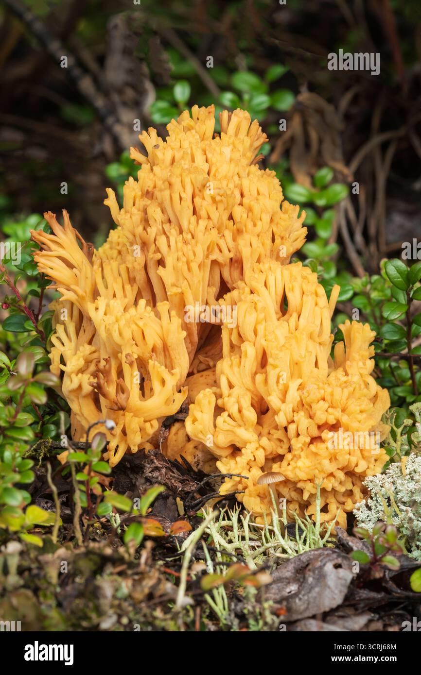 Amérique du Nord ; États-Unis ; Alaska ; chaîne montagneuse de l'Alaska ; taïga; champignon corallien ; Ramaria leptoformosa Banque D'Images