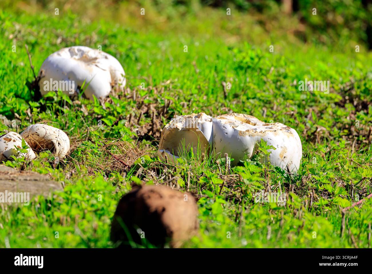 Boules géantes dans les prairies (calvatia gigantea), Cardiff, pays de Galles du Sud, Royaume-Uni. Prise en septembre 2025 Banque D'Images