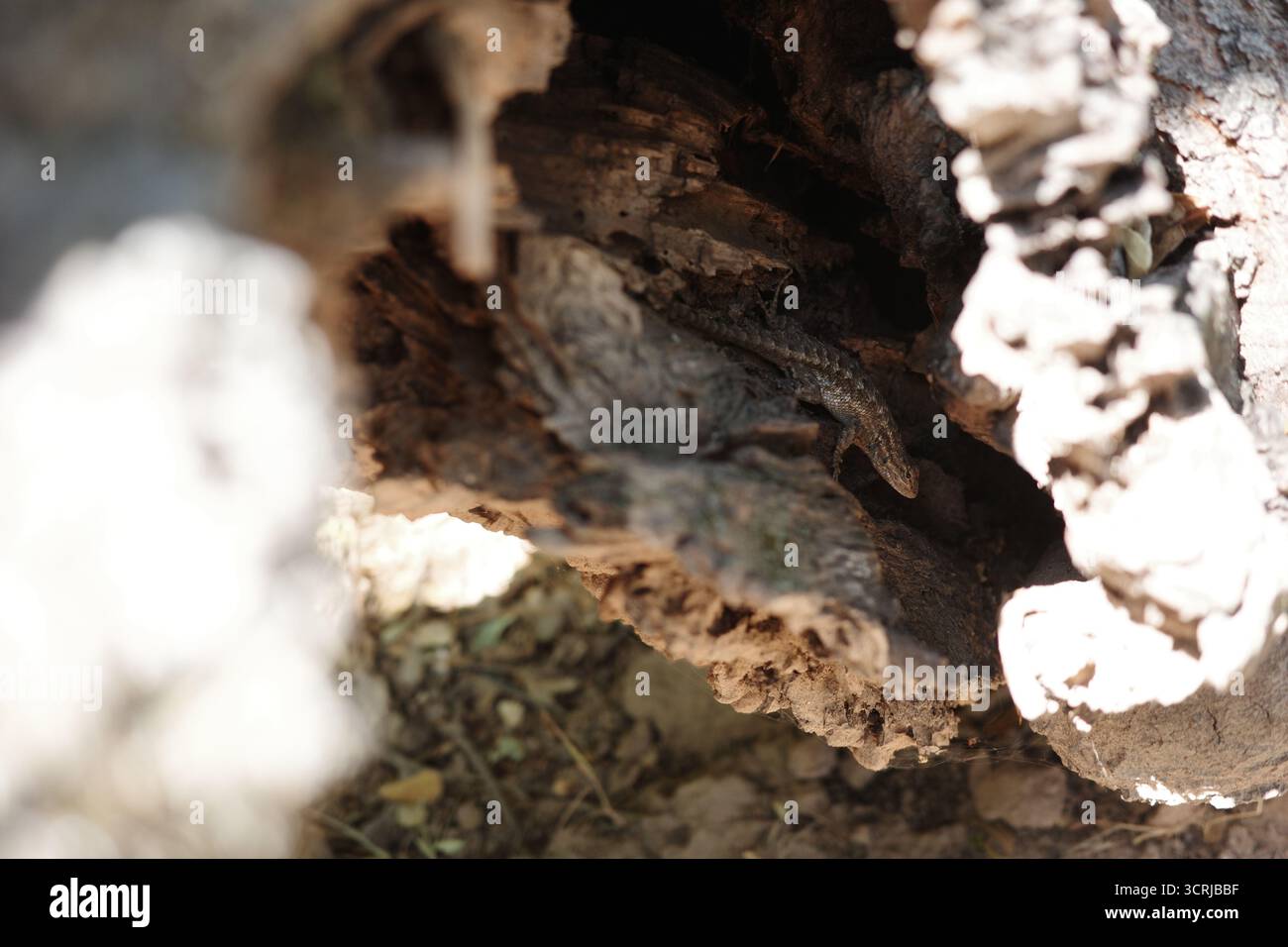 Lézard de clôture occidentale (Sceloporus occidentalis) reposant dans la crevasse d'un arbre de la réserve régionale Black Diamond Mines à Antioch, Californie. Banque D'Images