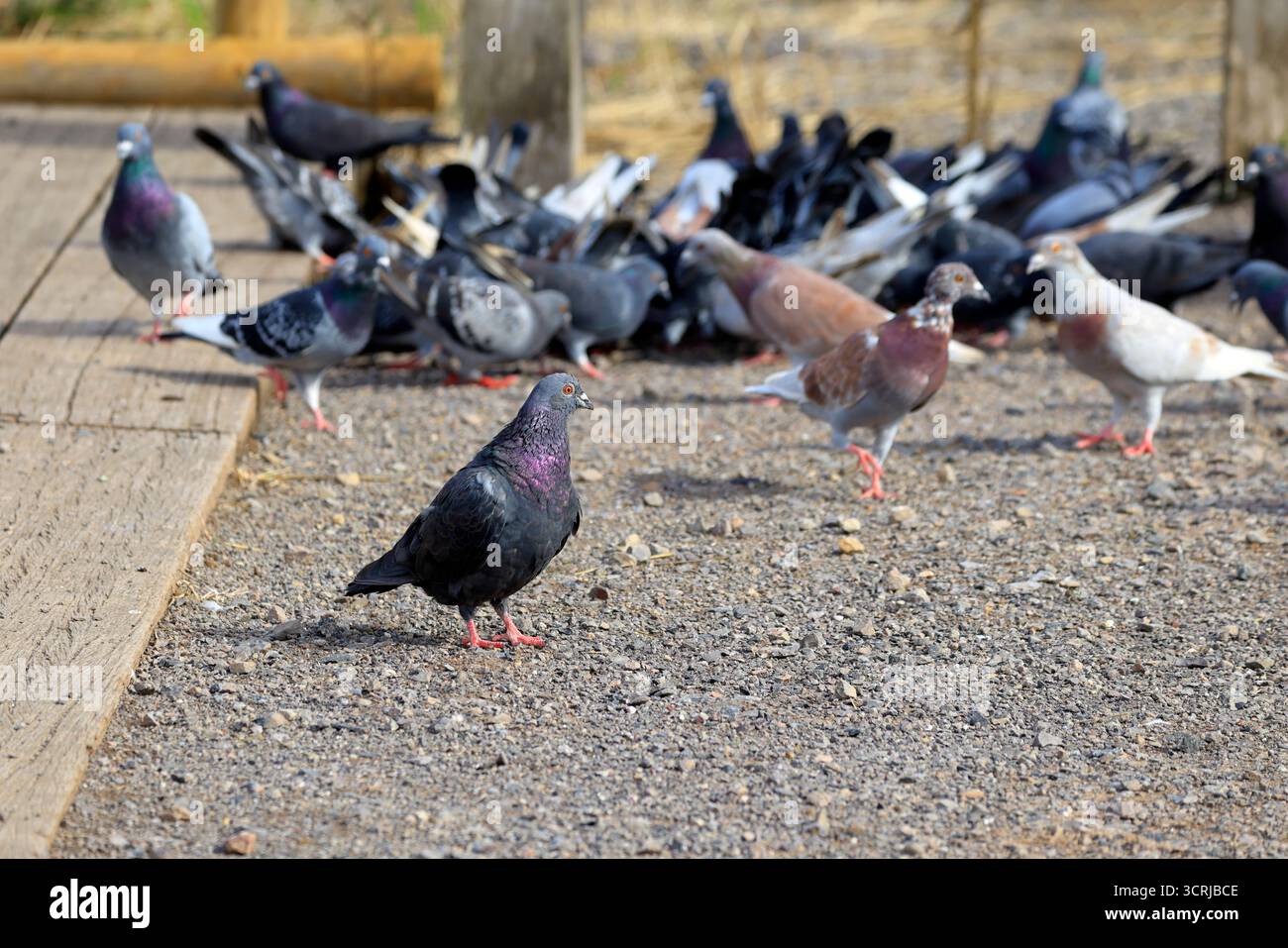 Cardiff, pays de Galles du Sud, Royaume-Uni. Prise en septembre 2025 Banque D'Images