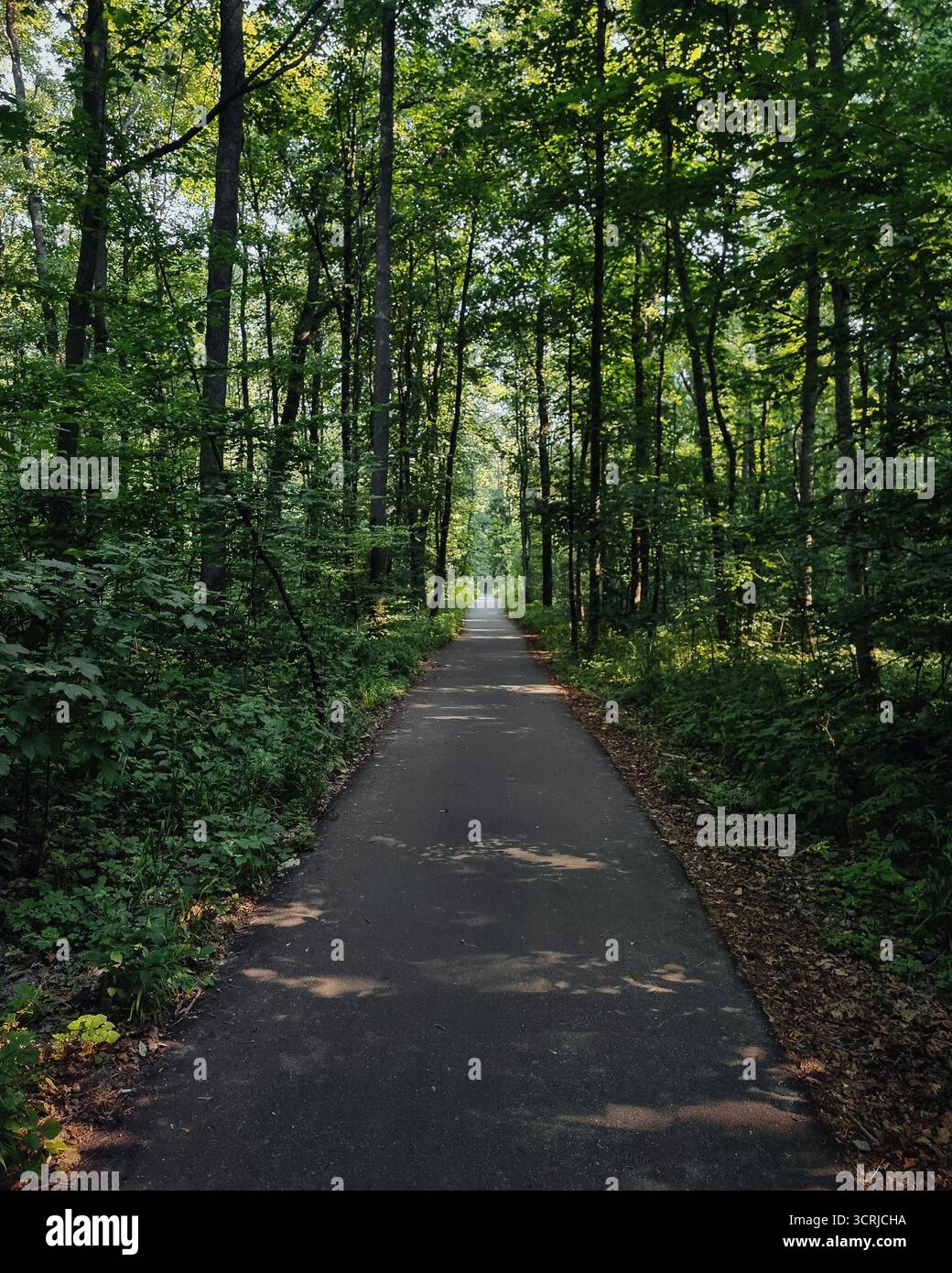 Chemin dans les bois. Route étroite dans la forêt d'été. Perspective décroissante d'une route pavée à une voie à travers les bois. Banque D'Images