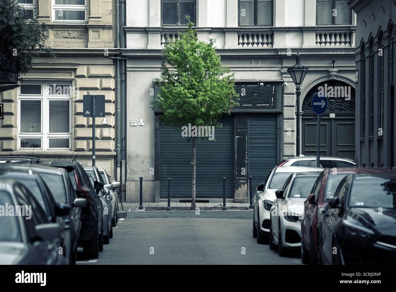 Jeune arbre subtil dans une rue sombre Banque D'Images