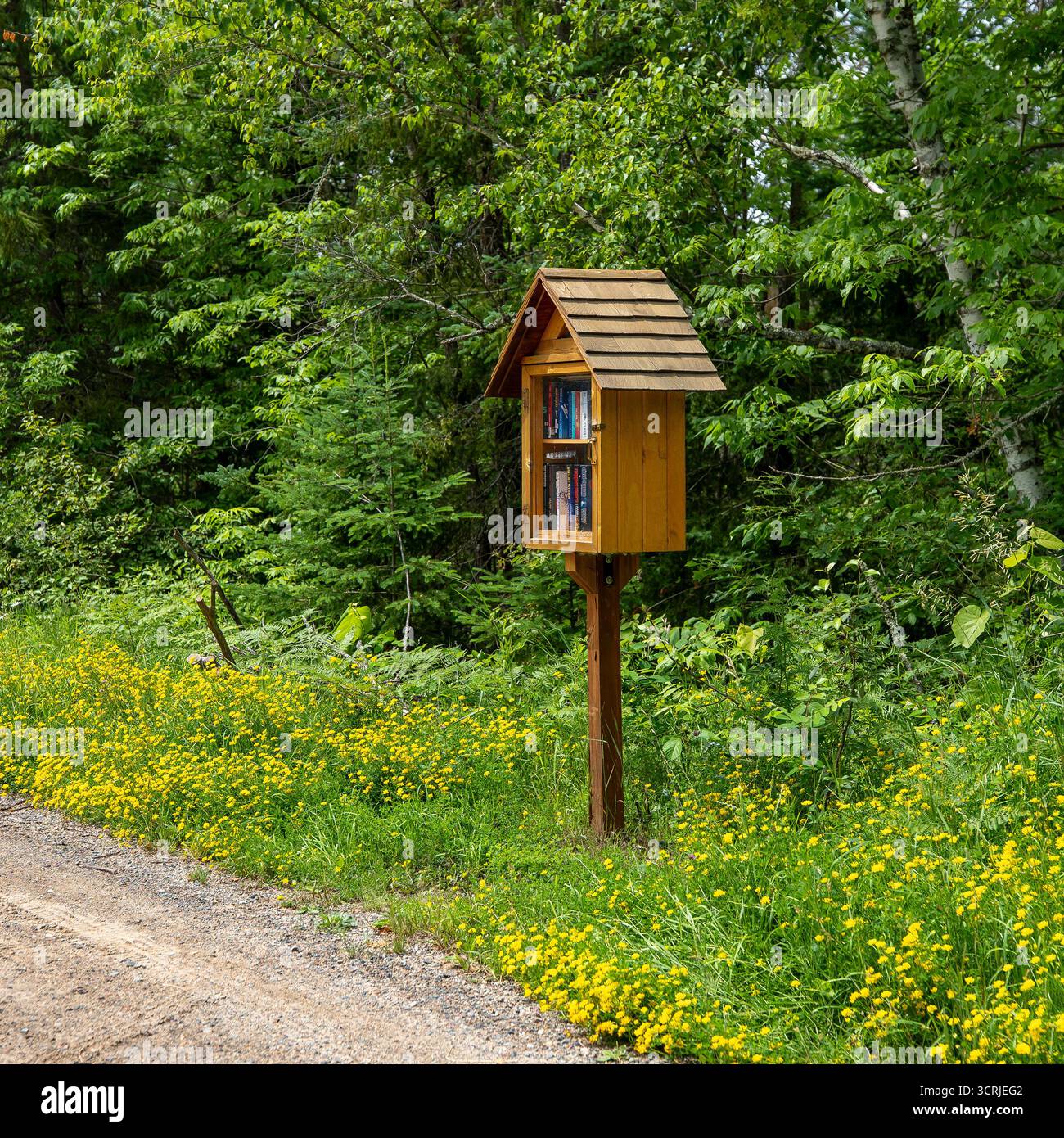 COHASSET, MN - 29 juin 2025 : Home Made Wooden Little Free Library sur un poteau le long d'une route de gravier rurale, avec un épais boisé derrière, et un écoulement sauvage Banque D'Images