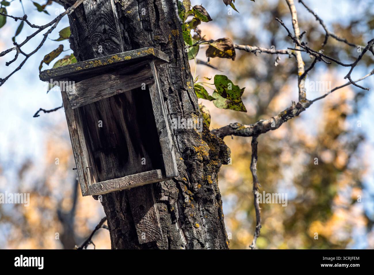 Maison d'oiseaux en bois vintage abandonnée ou nid attaché à un arbre en automne Banque D'Images