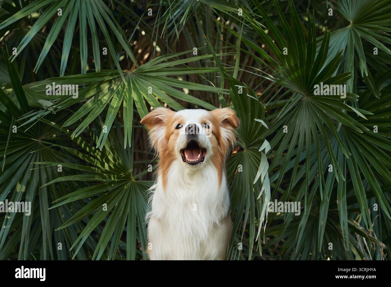 Un Border Collie regarde directement depuis la verdure avec un large sourire. Les feuilles sombres encadrent son expression lumineuse et son manteau doré. Banque D'Images