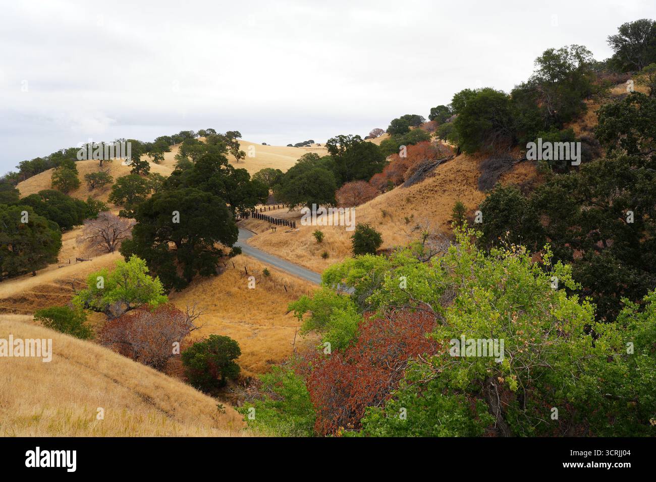 Paysage d'automne à Black Diamond Mines Regional Preserve à Antioch, en Californie, avec des collines dorées, des chênes et des feuillages saisonniers montrant la couleur Banque D'Images
