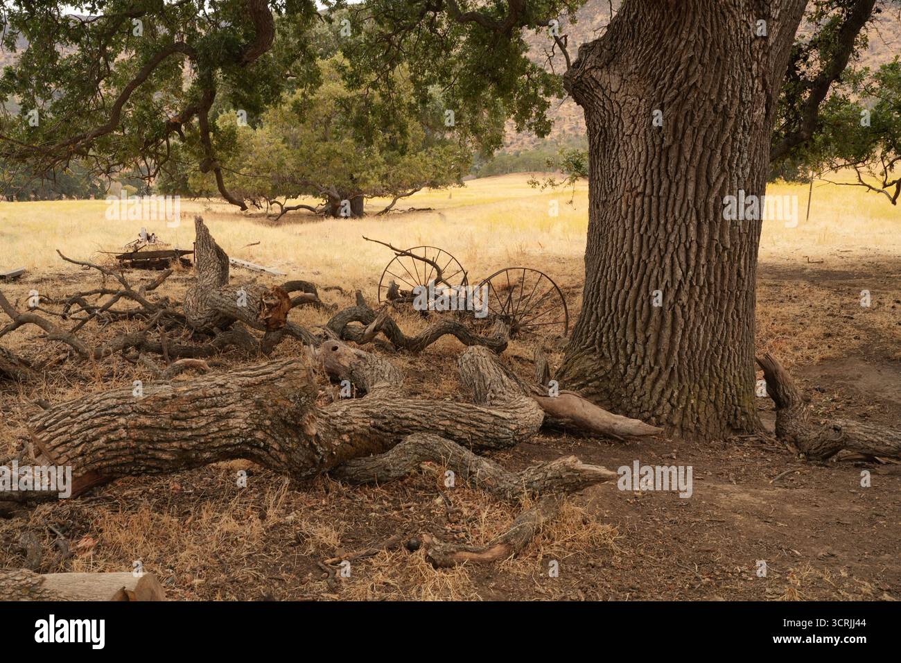 Scène d'automne avec un grand chêne, des branches tombées et de vieilles roues de wagon dans un champ doré, capturant le charme rustique de l'automne à Black Diamond Mines. Banque D'Images