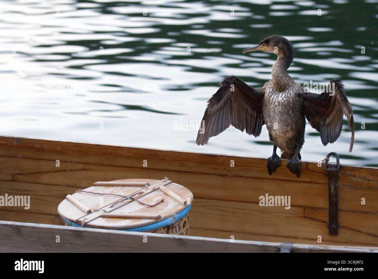 Cormoran sur le côté d'un bateau rempli de cages à oiseaux utilisées pour attraper 'ayu' (poisson doux) pendant 'ukai' (鵜飼い) dans la rivière Nagara, Gifu, Japon. Banque D'Images
