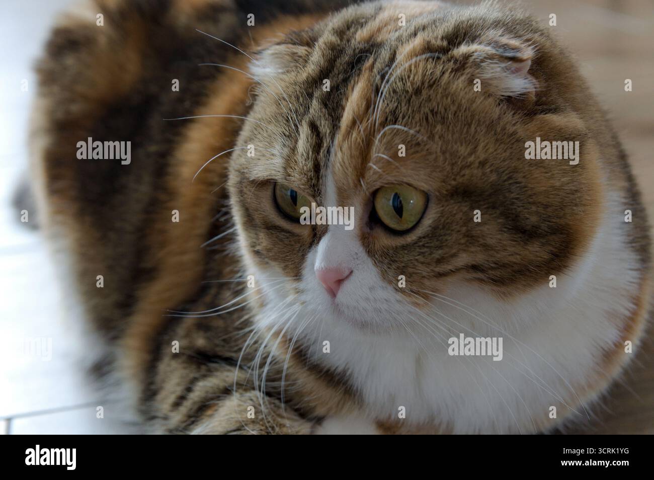 gros plan tabby multicolore scottish fold years chat Banque D'Images