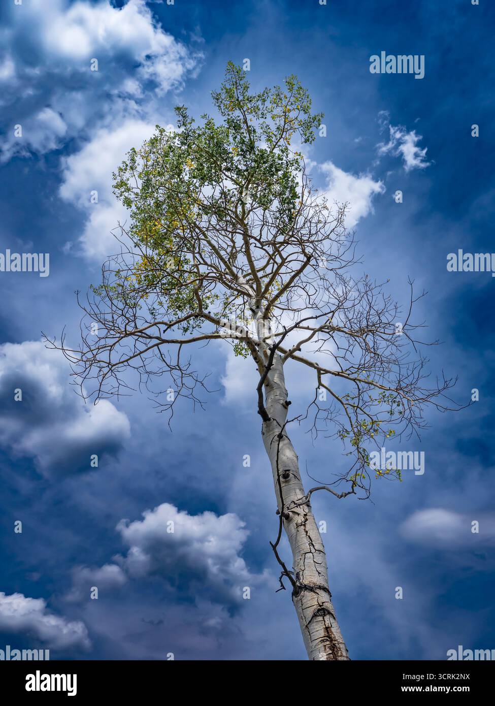 Aspen tree, Sneve Trail depuis Sylvan Lake State Park, Eagle, Colorado. Banque D'Images