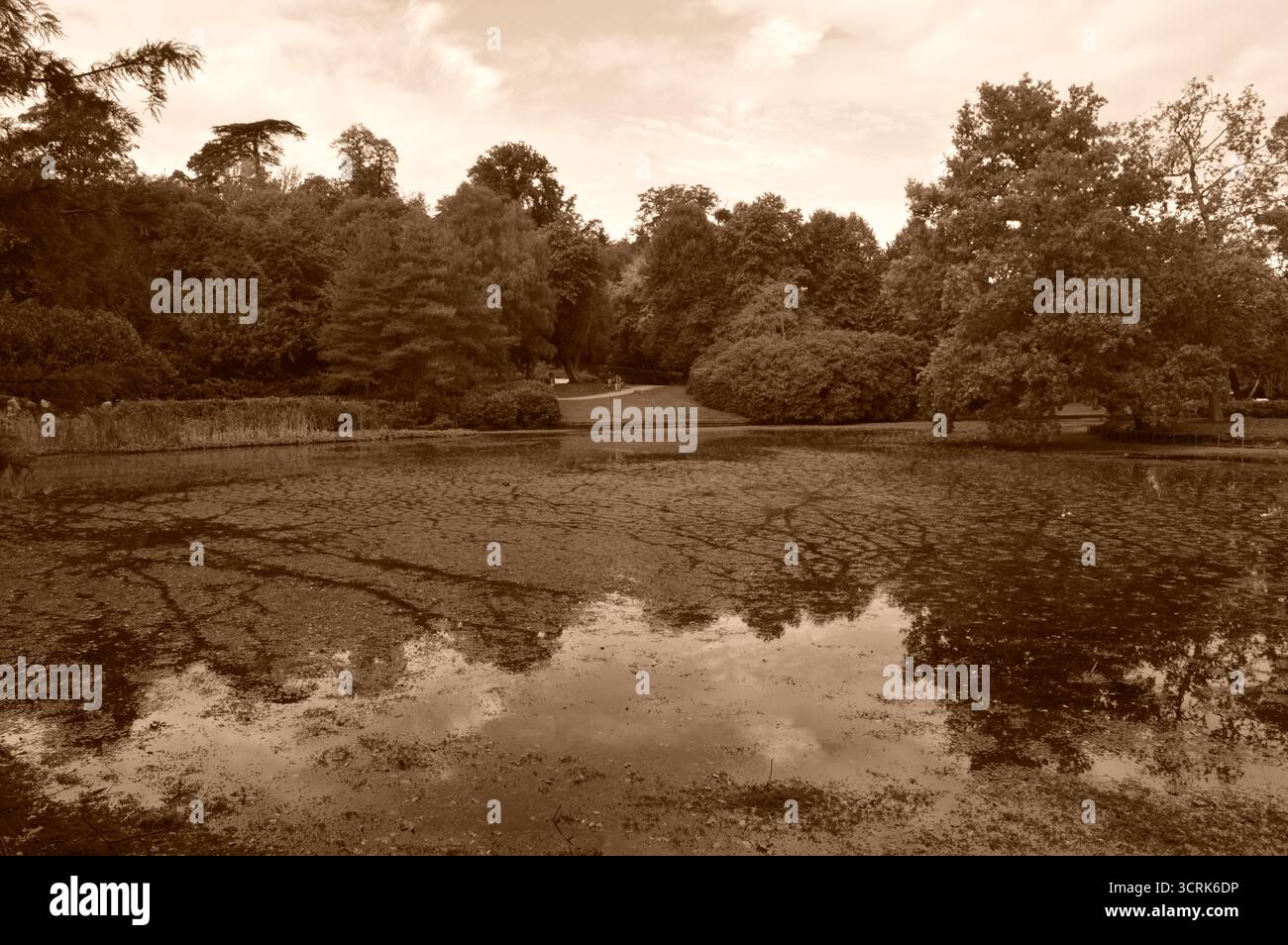 Étang tranquille entouré de verdure luxuriante au Claremont Landscape Garden, Surrey, Angleterre, en septembre. Reflets d'arbres sur l'eau calme. Banque D'Images