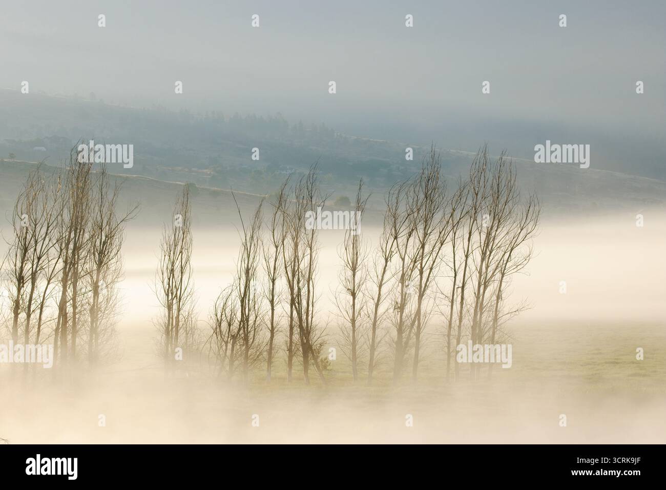 Un peuplement d'arbres arides dans le brouillard tôt le matin près de Liberty Lake, Washington. Banque D'Images