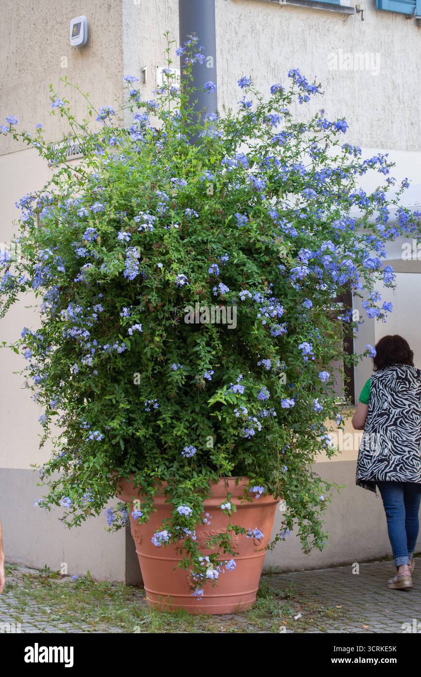 La plante sur la photo est Plumbago auriculata, également connu sous le nom de 'fleur d'amour' ou 'Blue Jasmin'. Banque D'Images