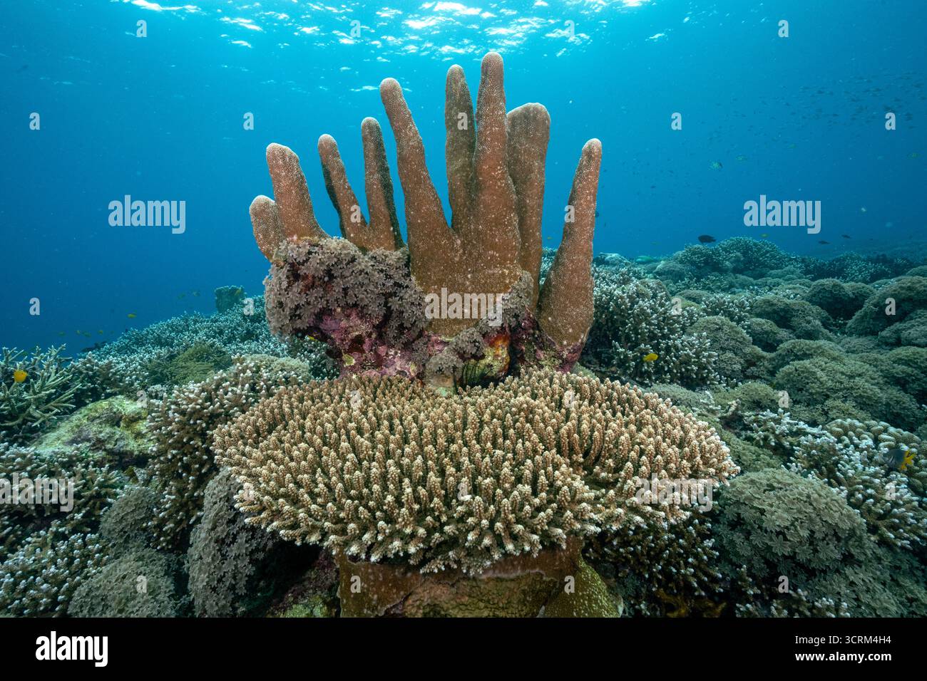 Corail caillouteux, Isopora palifera, acropora hyacinthus et corail mou colonie de girofle vert, Clavularia viridis, Raja Ampat Indonésie. Banque D'Images