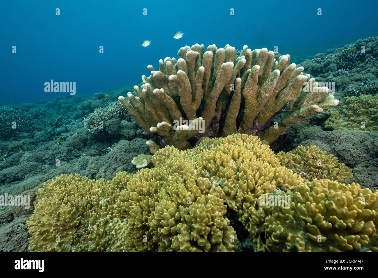 Corail pierreux, Isopora palifera, corail cuir, Sarcophyton sp., et corail mou Green Clove Colony, Clavularia viridis, Raja Ampat Indonesia. Banque D'Images