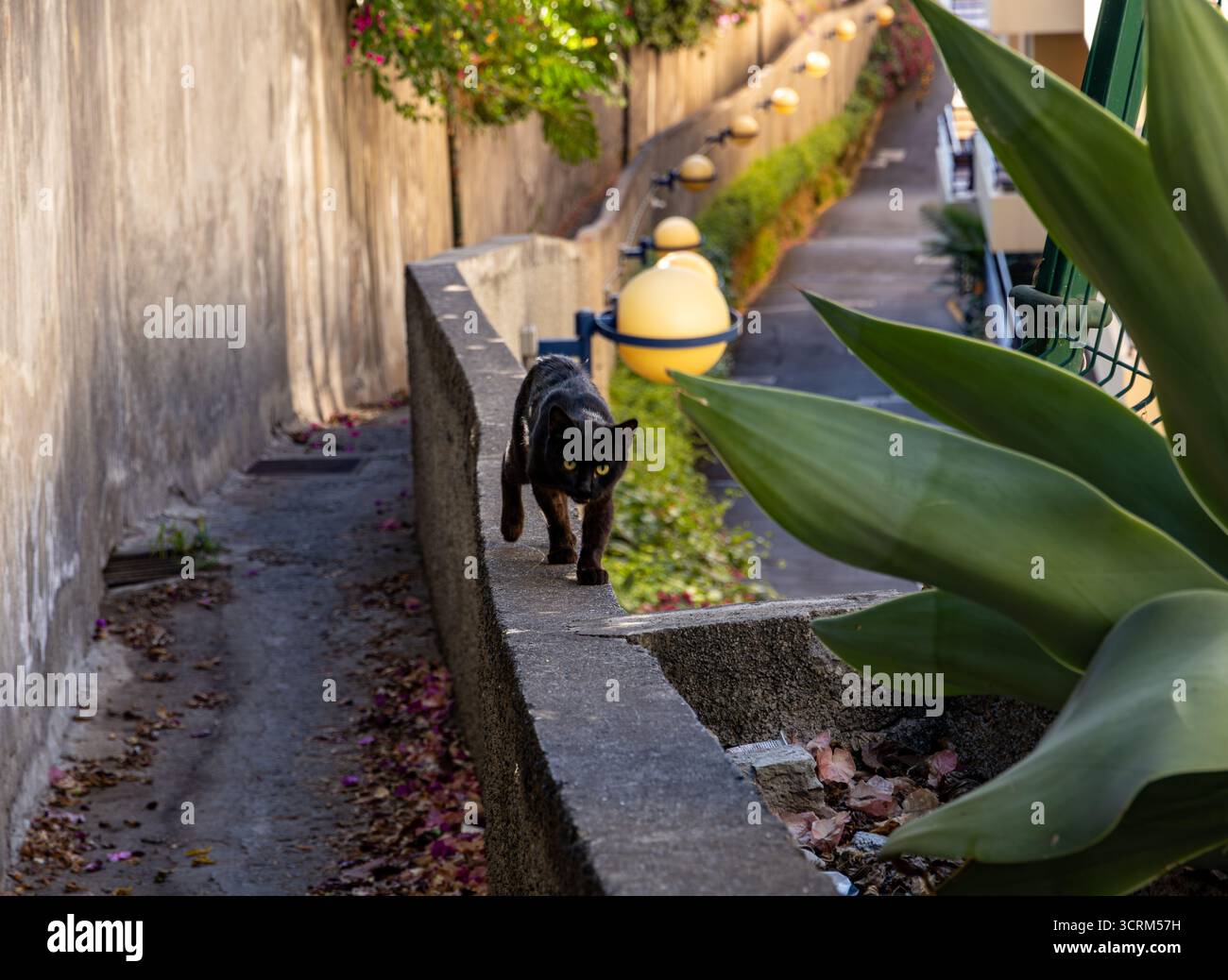Un chat noir marche le long d'un étroit chemin en béton bordé par un jardin luxuriant et un mur ensoleillé dans un quartier résidentiel Funchal Madère Banque D'Images
