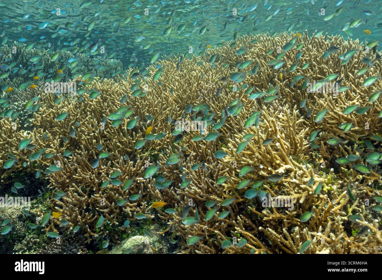 Haut-fond massif des demoiselles bleues, Chromis viridis, alimentation en courant fort howering sur Acropora coraux durs, Raja Ampat en Indonésie. Banque D'Images