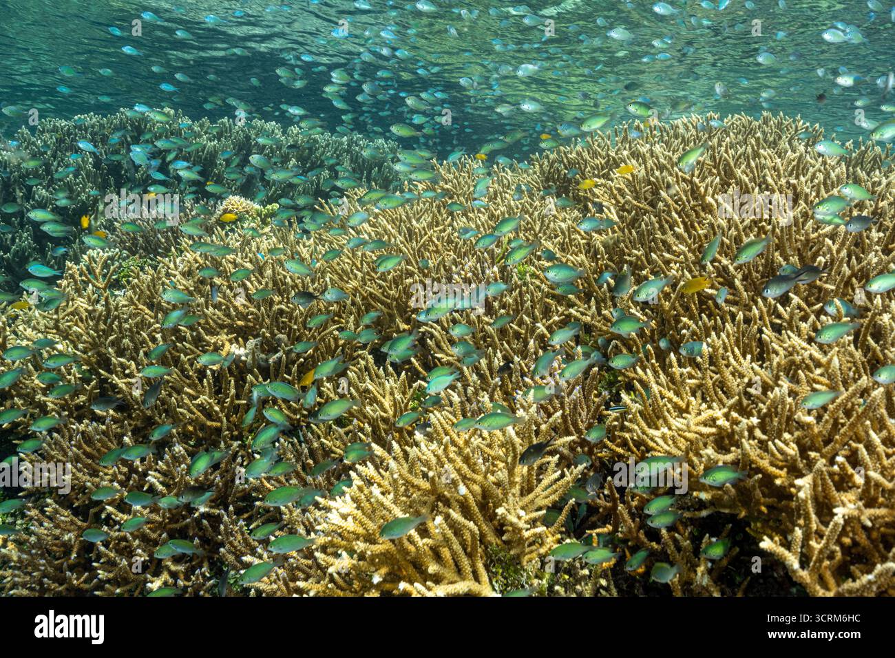 Haut-fond massif des demoiselles bleues, Chromis viridis, alimentation en courant fort howering sur Acropora coraux durs, Raja Ampat en Indonésie. Banque D'Images