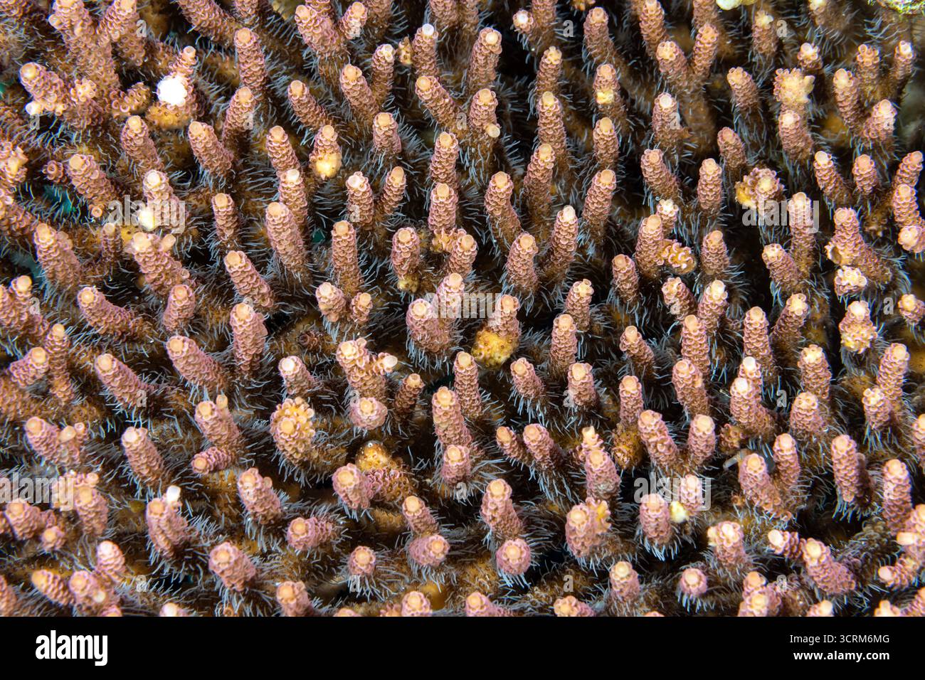 Polypes coralliens durs Acrapora avec couleur fluorescente, Raja Ampat Indonesia. Banque D'Images