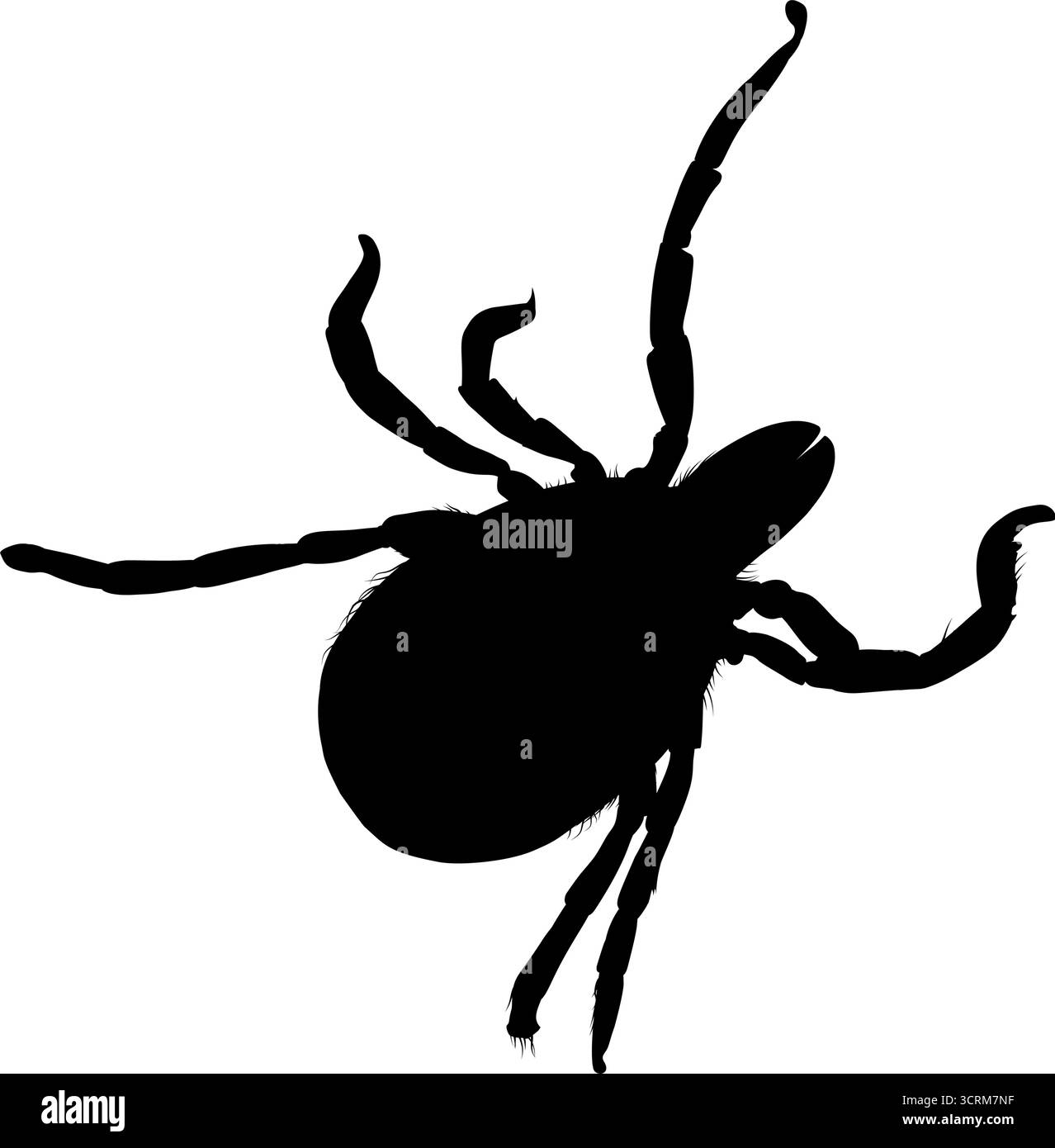 Illustration vectorielle de silhouette d'insecte de tique isolée sur blanc Illustration de Vecteur