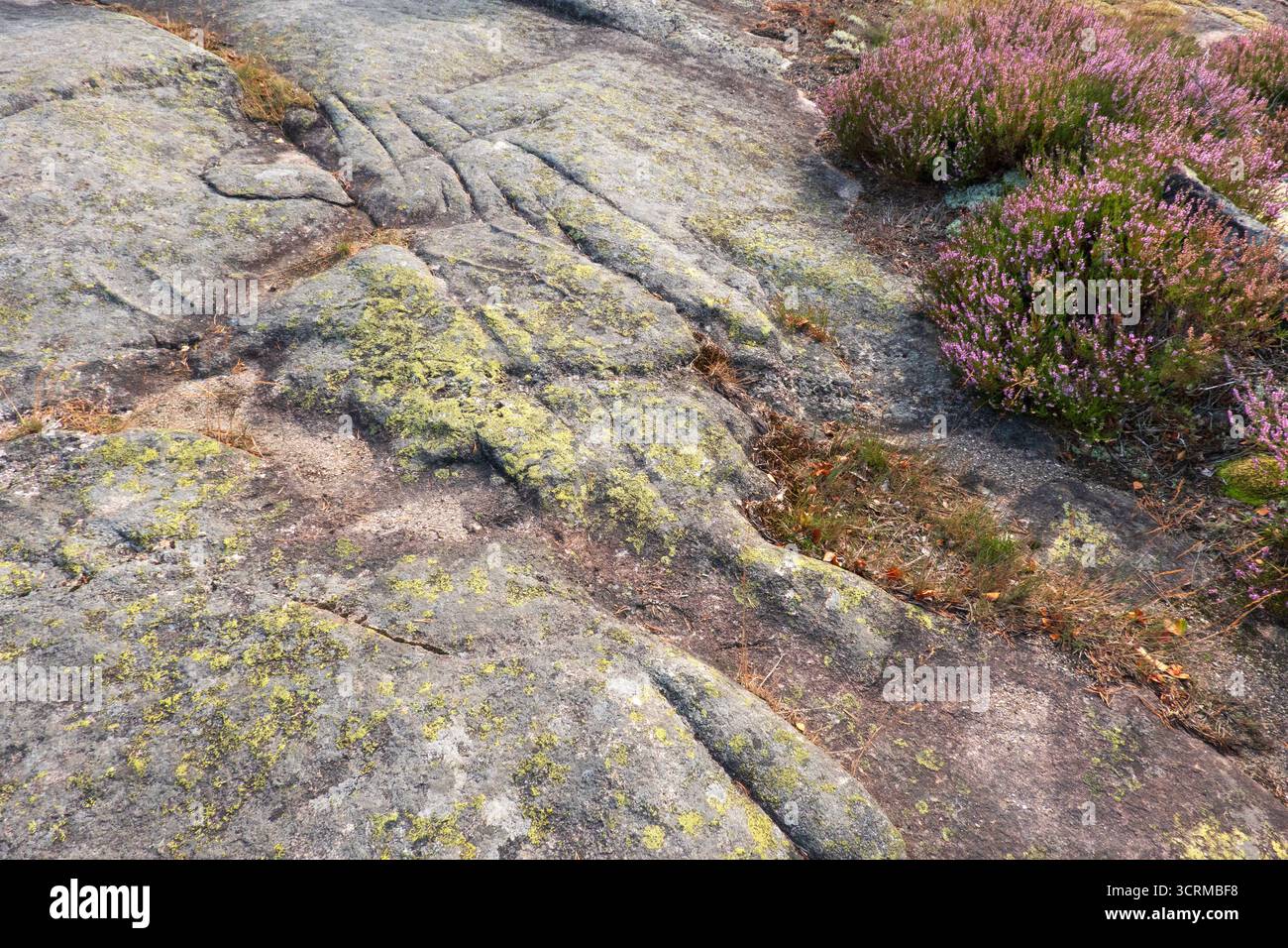 Striations glaciaires dans le substrat rocheux granitique, bruyère poussant sur une mince couche de sol Banque D'Images