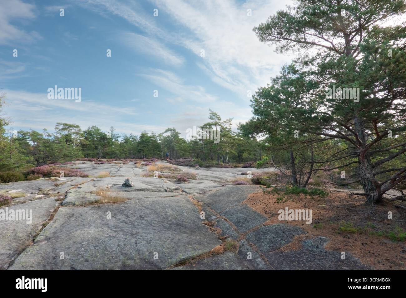 Stries glaciaires dans le substrat rocheux granitique, la bruyère et les arbres poussant sur une mince couche de sol Banque D'Images
