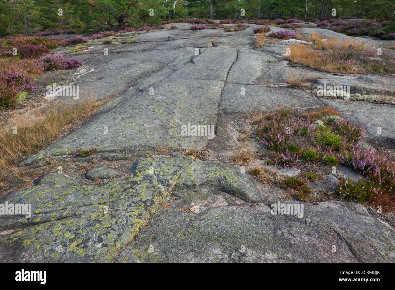 Striations glaciaires dans le substrat rocheux granitique, bruyère poussant sur une mince couche de sol Banque D'Images