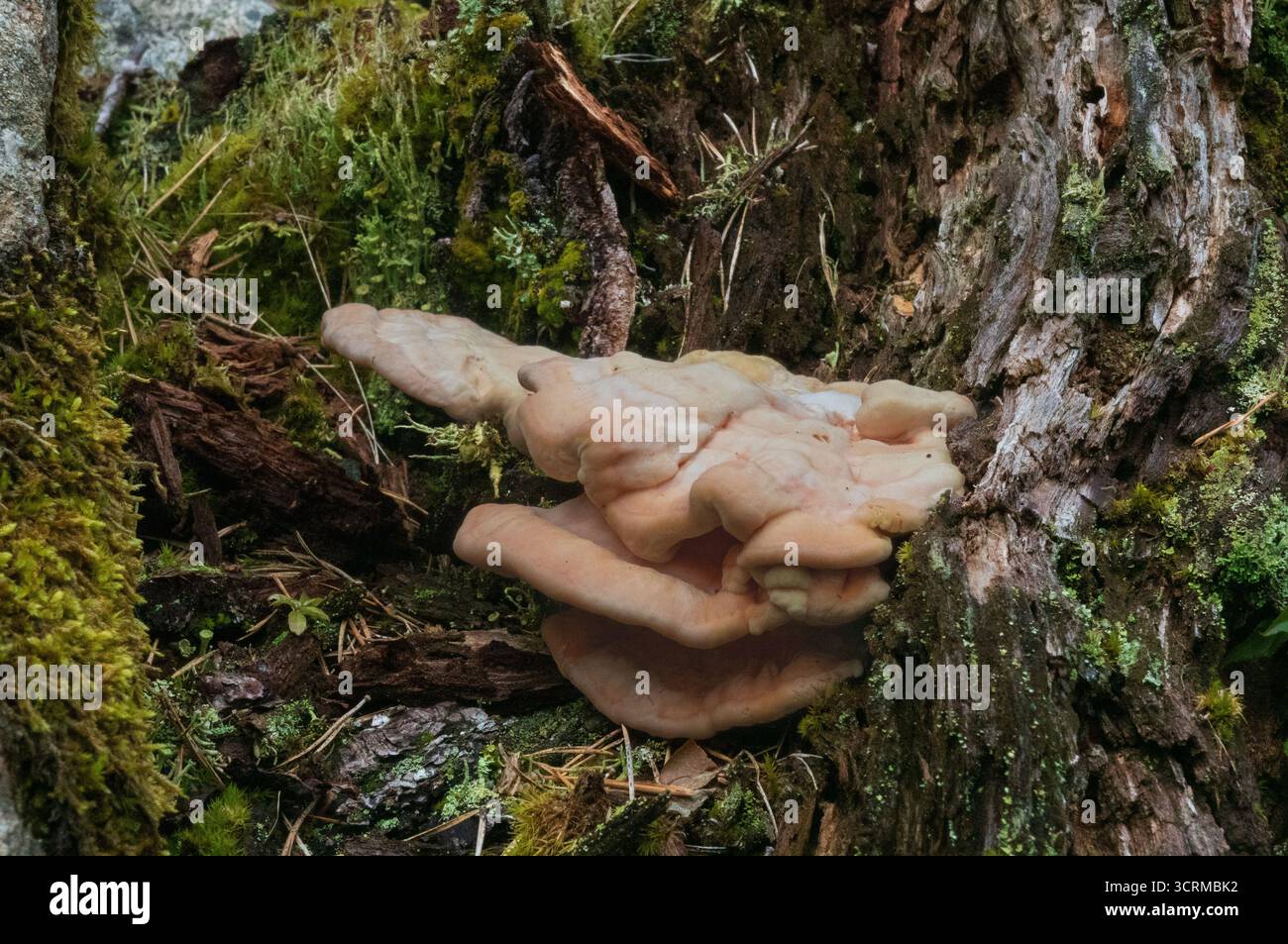 Gros plan d'un champignon Bracket, poussant sur du bois mort et pourri Banque D'Images