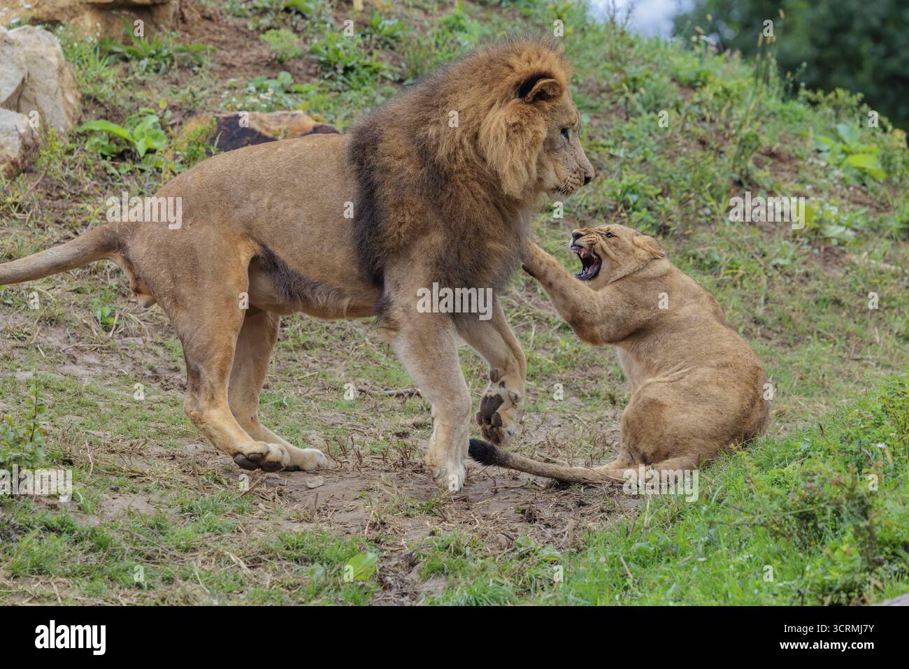 Un grand lion mâle (Panthera leo) joue avec sa fille en terrain rocheux et vallonné Banque D'Images