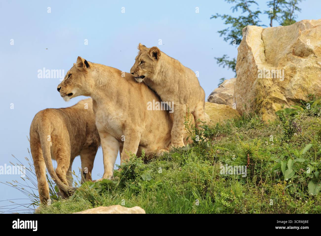 Un lion femelle (Panthera leo) joue avec sa mère sur une colline rocheuse par un jour ensoleillé, observé par d'autres membres de la fierté. Captif Banque D'Images