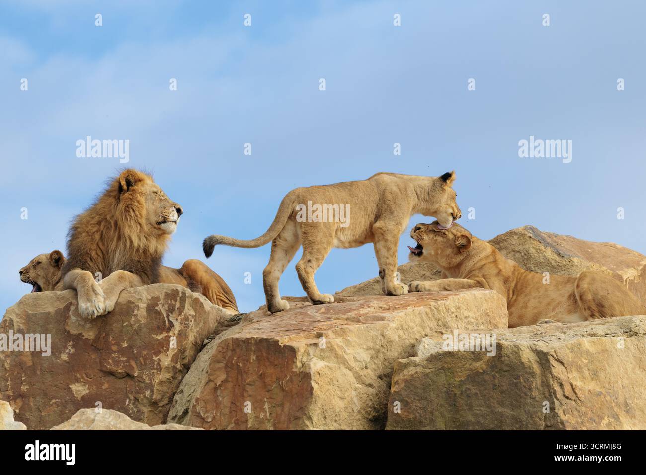 Une petite fierté de lions (Panthera leo) repose sur une colline rocheuse par une journée ensoleillée. Captif Banque D'Images