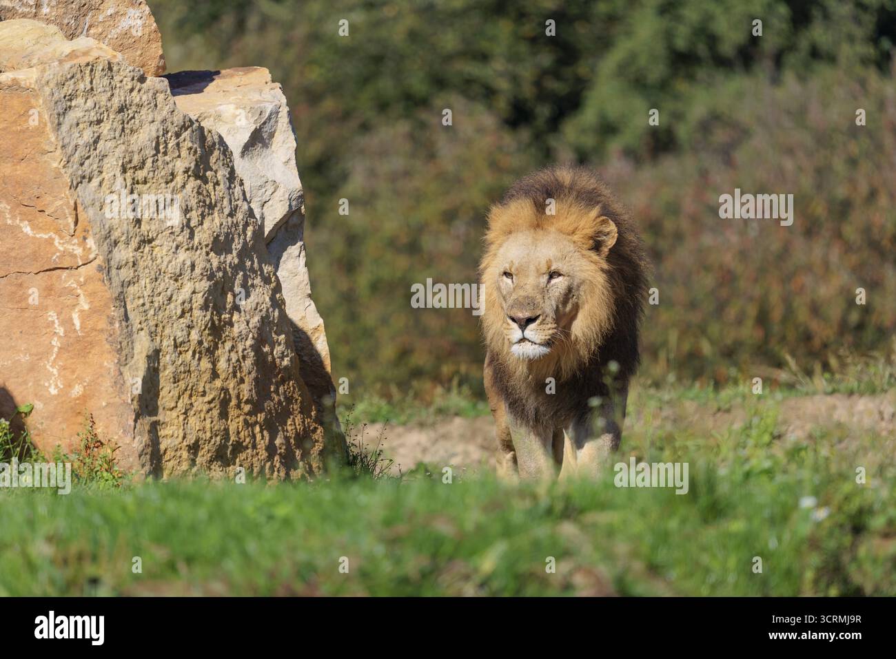 Un grand lion mâle (Panthera leo) traverse une prairie en passant devant des rochers en terrain vallonné par une journée ensoleillée. Captif Banque D'Images