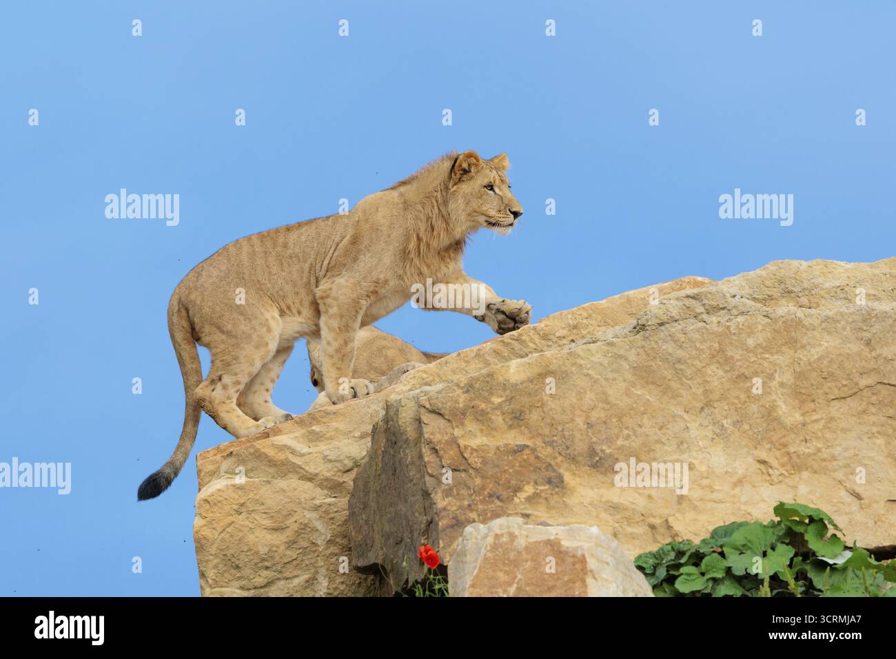 Un jeune lion mâle (Panthera leo) traverse une colline rocheuse par une journée ensoleillée. Captif Banque D'Images