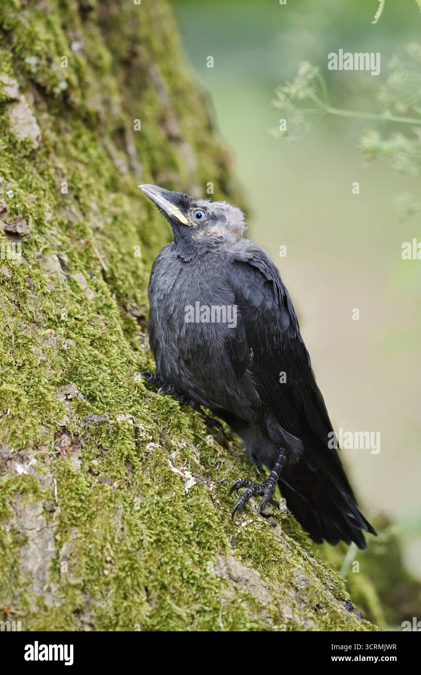 Jackdaw (Corvus monedula, Coloeus monedula), jeune oiseau, Schleswig-Holstein, Allemagne Banque D'Images