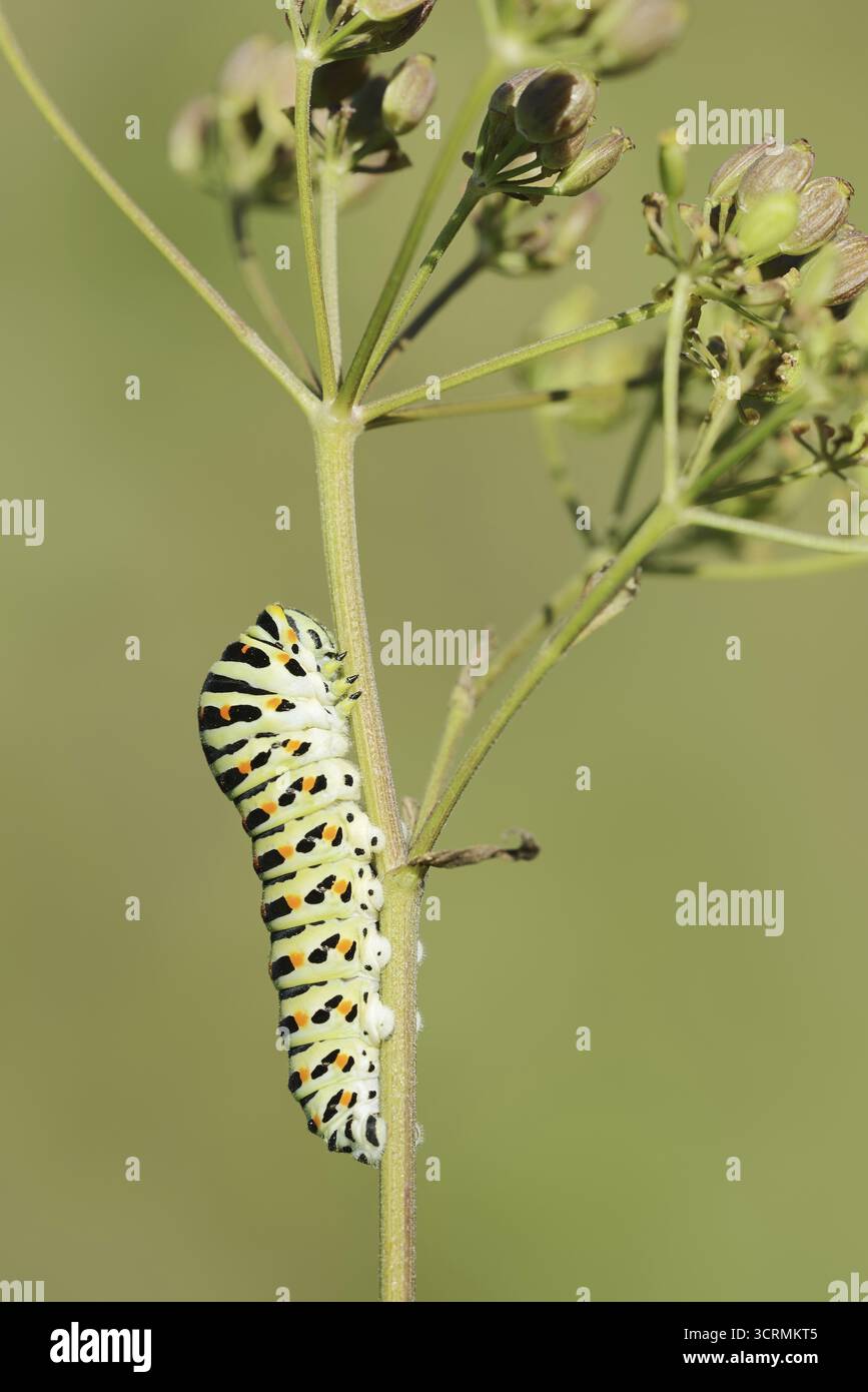Queue d'aronde (Papilio machaon), chenille, Rhénanie du Nord-Westphalie, Allemagne Banque D'Images