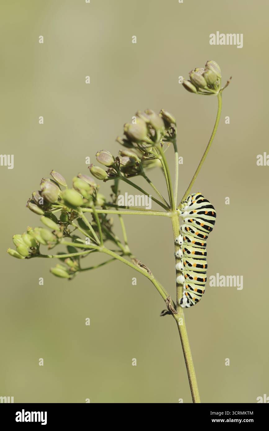 Queue d'aronde (Papilio machaon), chenille, Rhénanie du Nord-Westphalie, Allemagne Banque D'Images