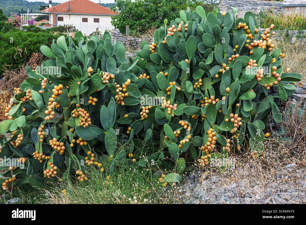 Un gros plan éclatant de fruits de barbarie orange à jaune regroupés sur les nappes de cactus au milieu du feuillage vert et des succulentes décoratives, transmettant la chaleur Banque D'Images