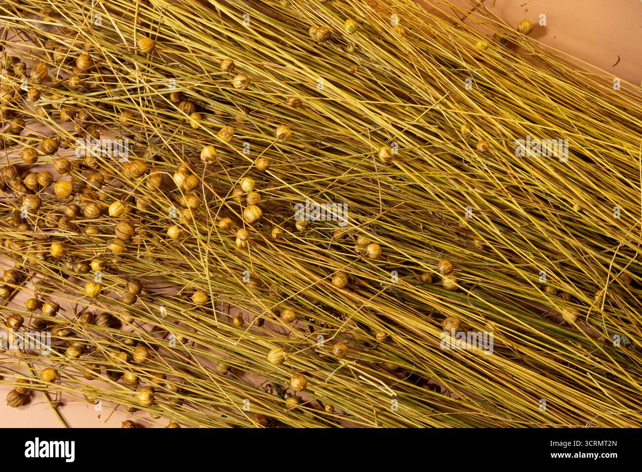 Plante de lin sèche sur un fond brun. Gros plan. Mise au point sélective. Banque D'Images